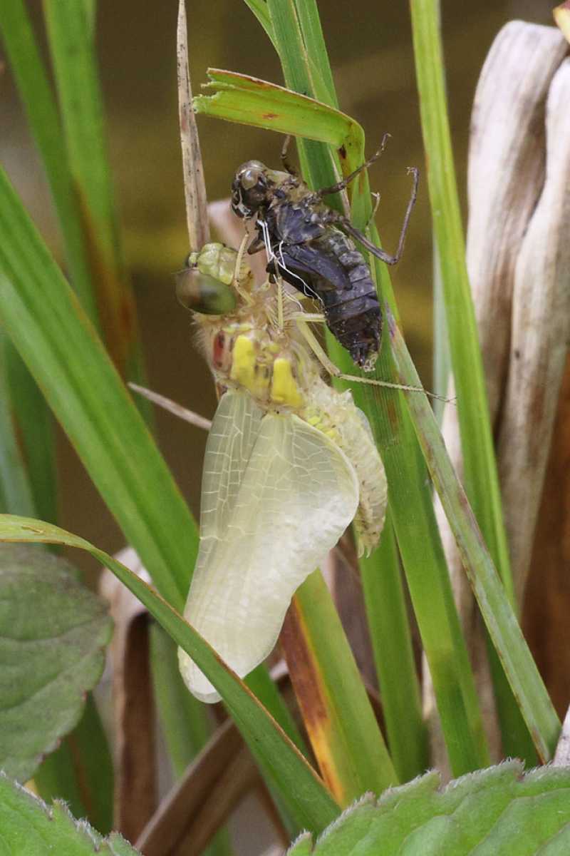 Libellula_depressa